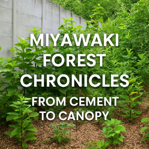 Lush native trees growing in a formerly barren hospital plot, symbolizing urban forest revival